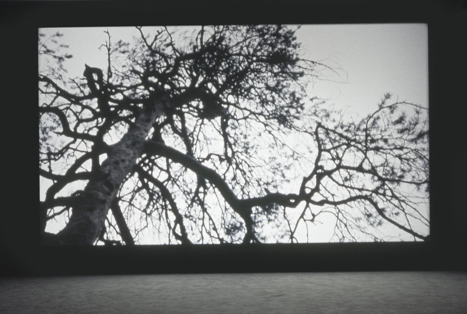 Expressive Rhythm — Florian Pumhösl — Exhibitions — Galerie Buchholz — Image 04