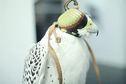 Anne Imhof Köln 2016 — Anne Imhof — Exhibitions — Galerie Buchholz — Image 108