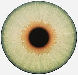 Visualities — Ulla Wiggen — Exhibitions — Galerie Buchholz — Image 25